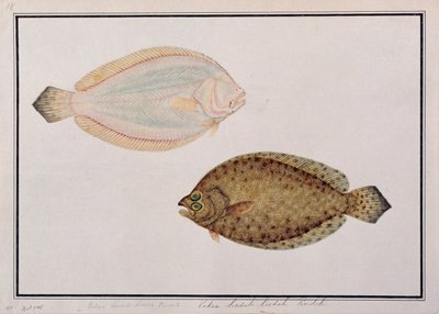 Großzahnige Flunder, aus Zeichnungen von Fischen von Malakka, ca. 1805-18 von Chinese School